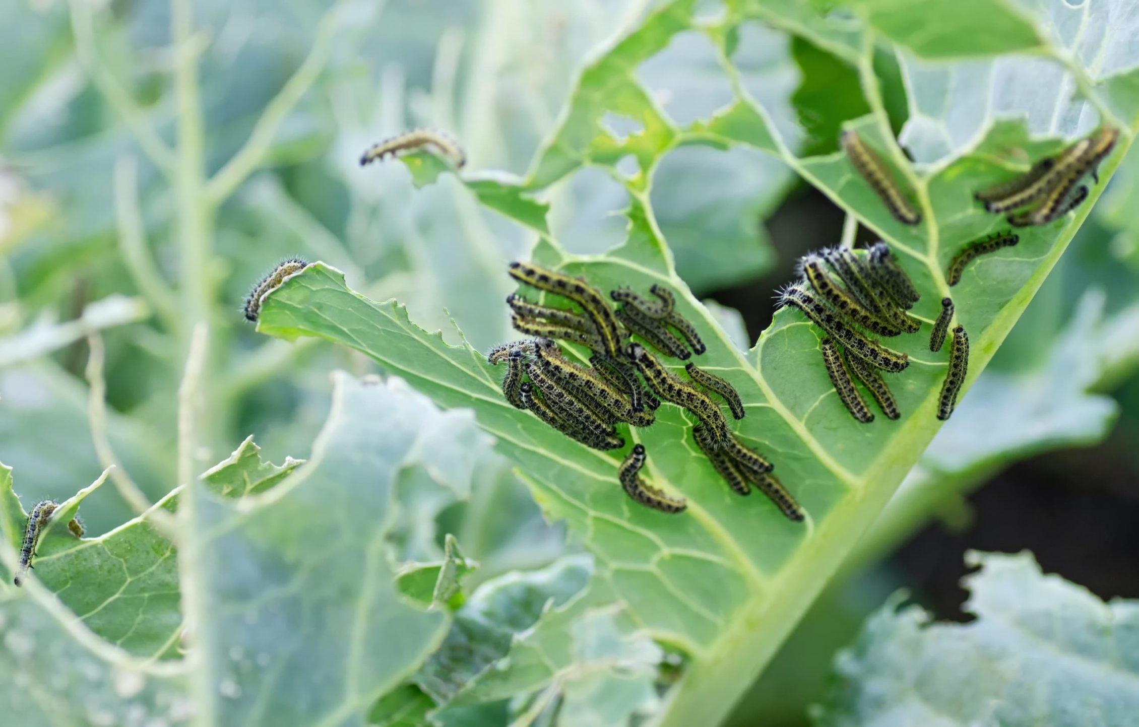 How Stop Cabbage White Butterflies Damaging Your Plants