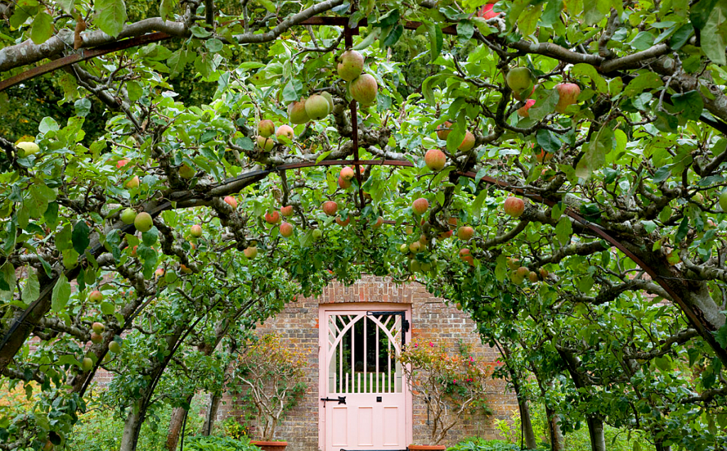 How To Create An Espalier Fruit Tree Screen