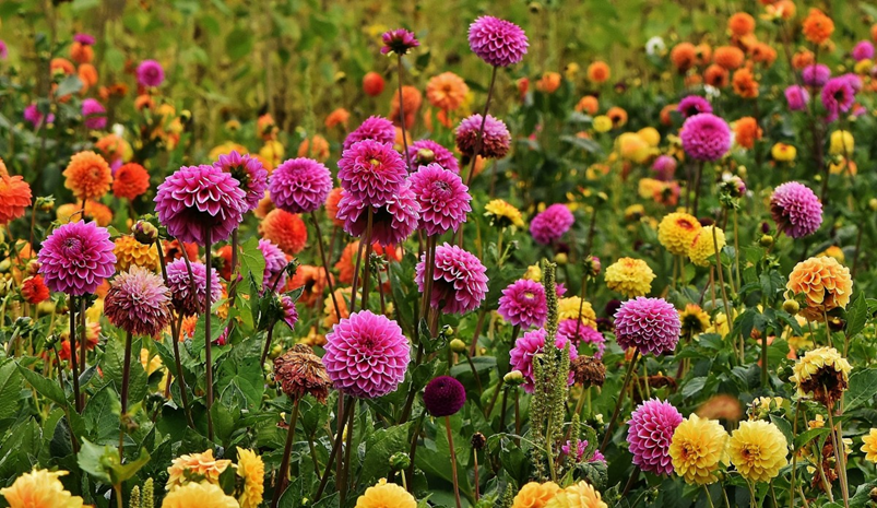 How To Deadhead Dahlias