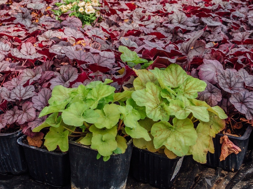 How To Split Heuchera: 6 Easy Steps To Multiply Your Plants!