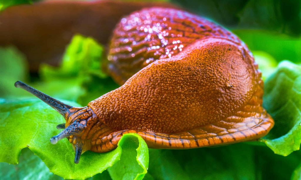 How To Get Rid Of Slugs In Your Garden Naturally