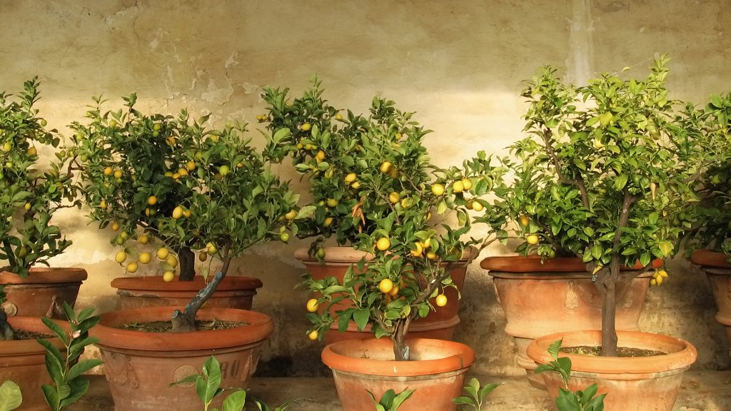 How To Grow A Lemon Tree At Home