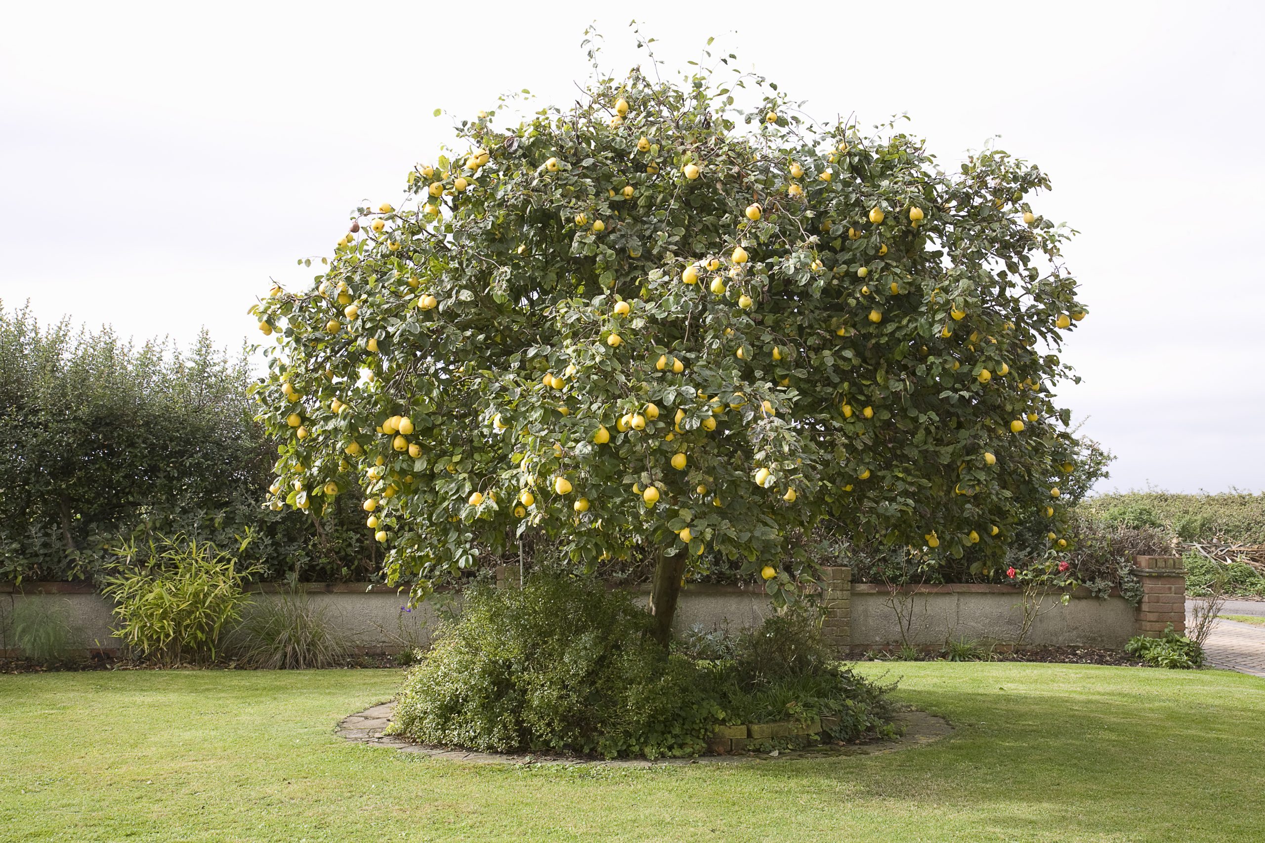 Quince Fruit Tree