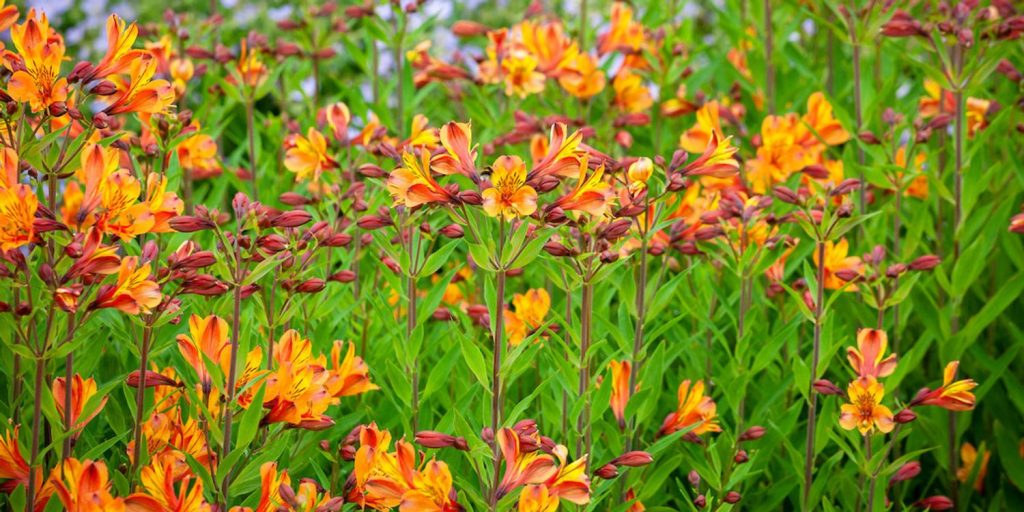 How To Grow Alstroemeria In Pots