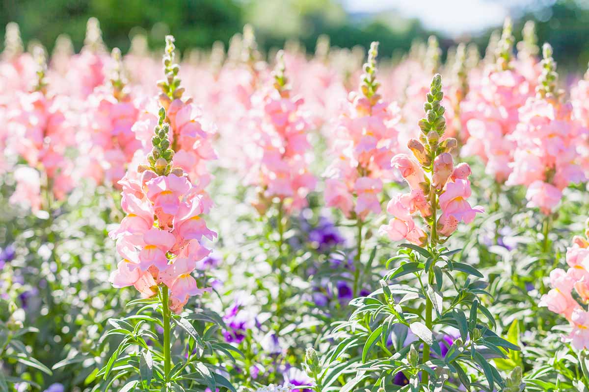 How To Grow Antirrhinum 'Snapdragons'