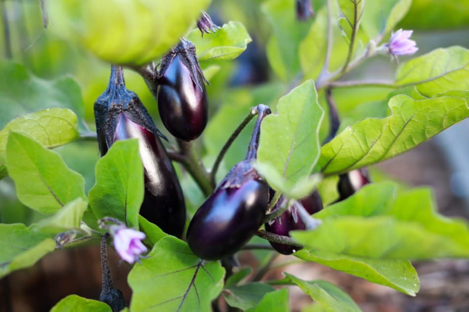 How to Grow and Care for Aubergine Plants