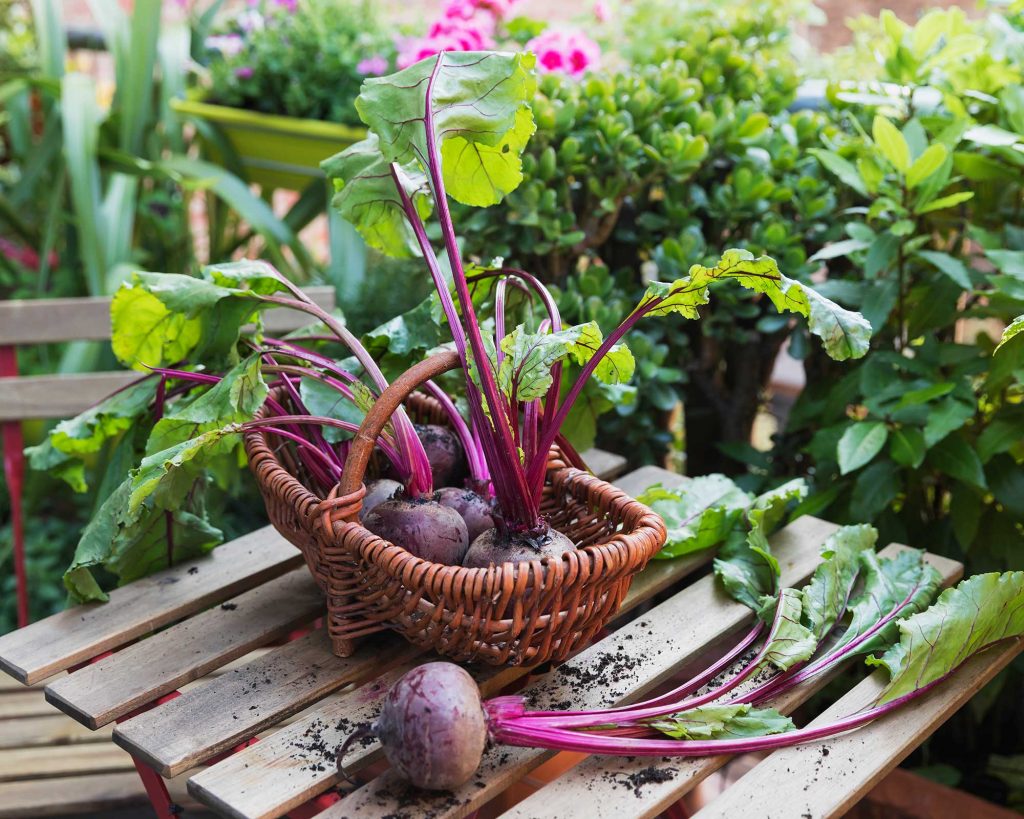 How To Grow Beetroot In Containers