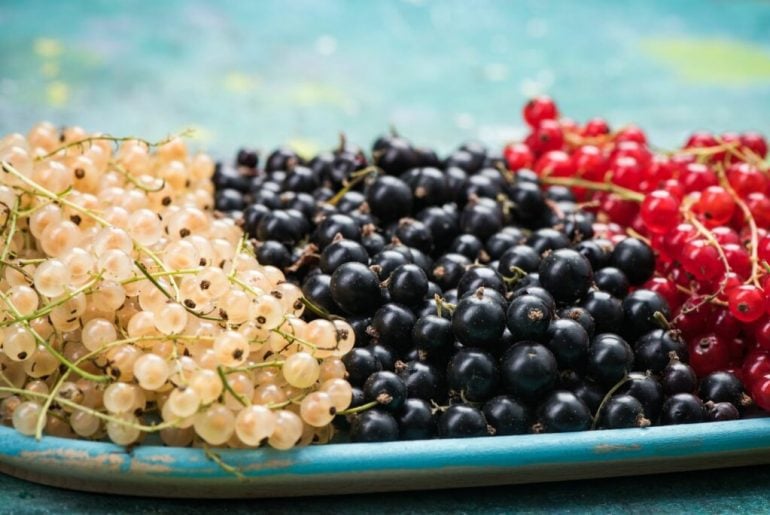 pruning-blackcurrants-video-bbc-gardeners-world-magazine