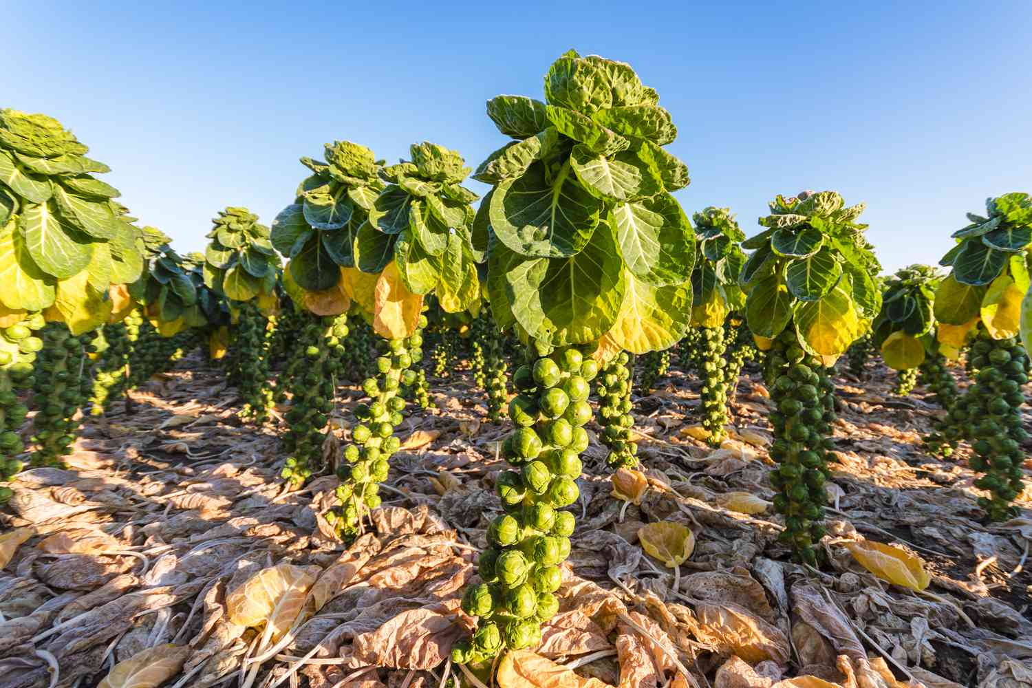 How To Grow Brussels Sprouts