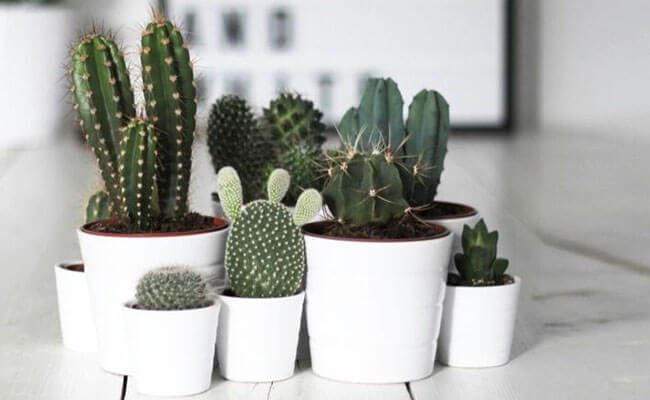 How To Grow Cacti & Succulents