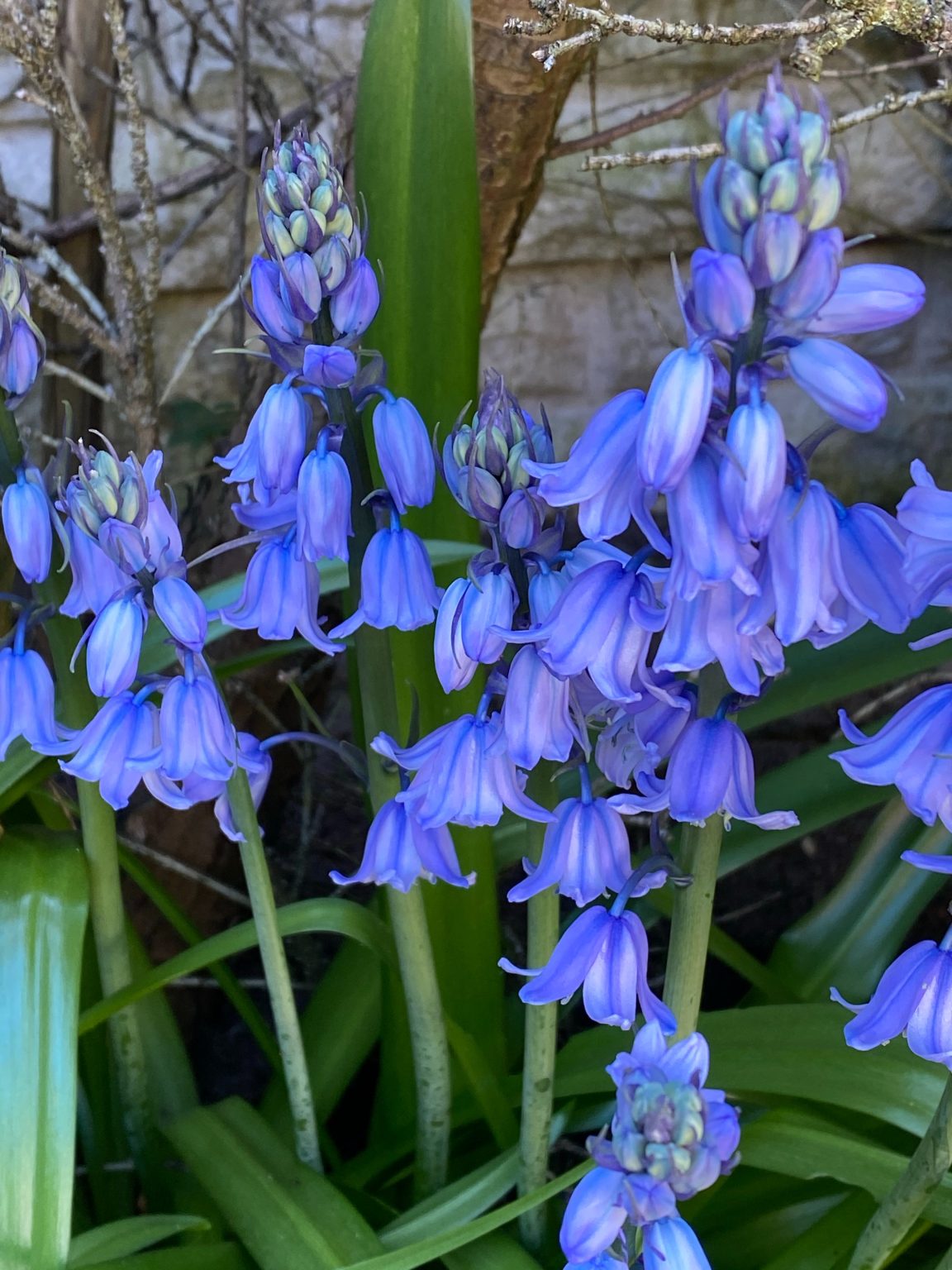 How to Grow and Care for Campanula 'Bellflower' in The UK - TheArches