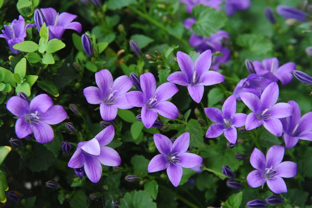 How To Grow Campanula From Seed