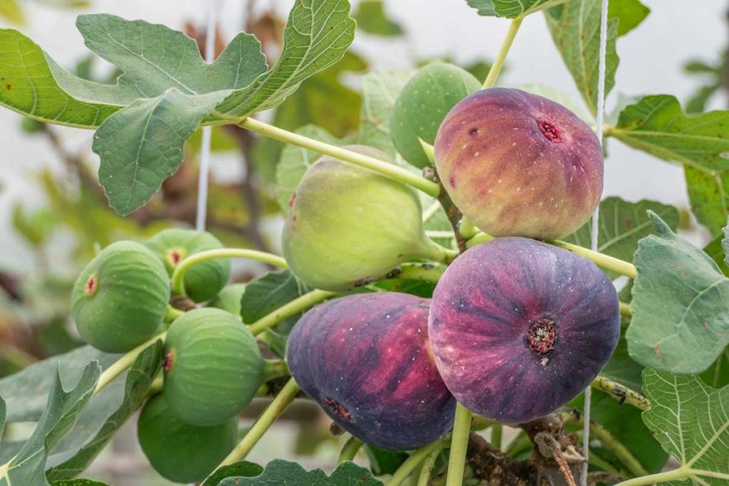 Learn How to Grow and Care for Figs Tree with These Tips [UK