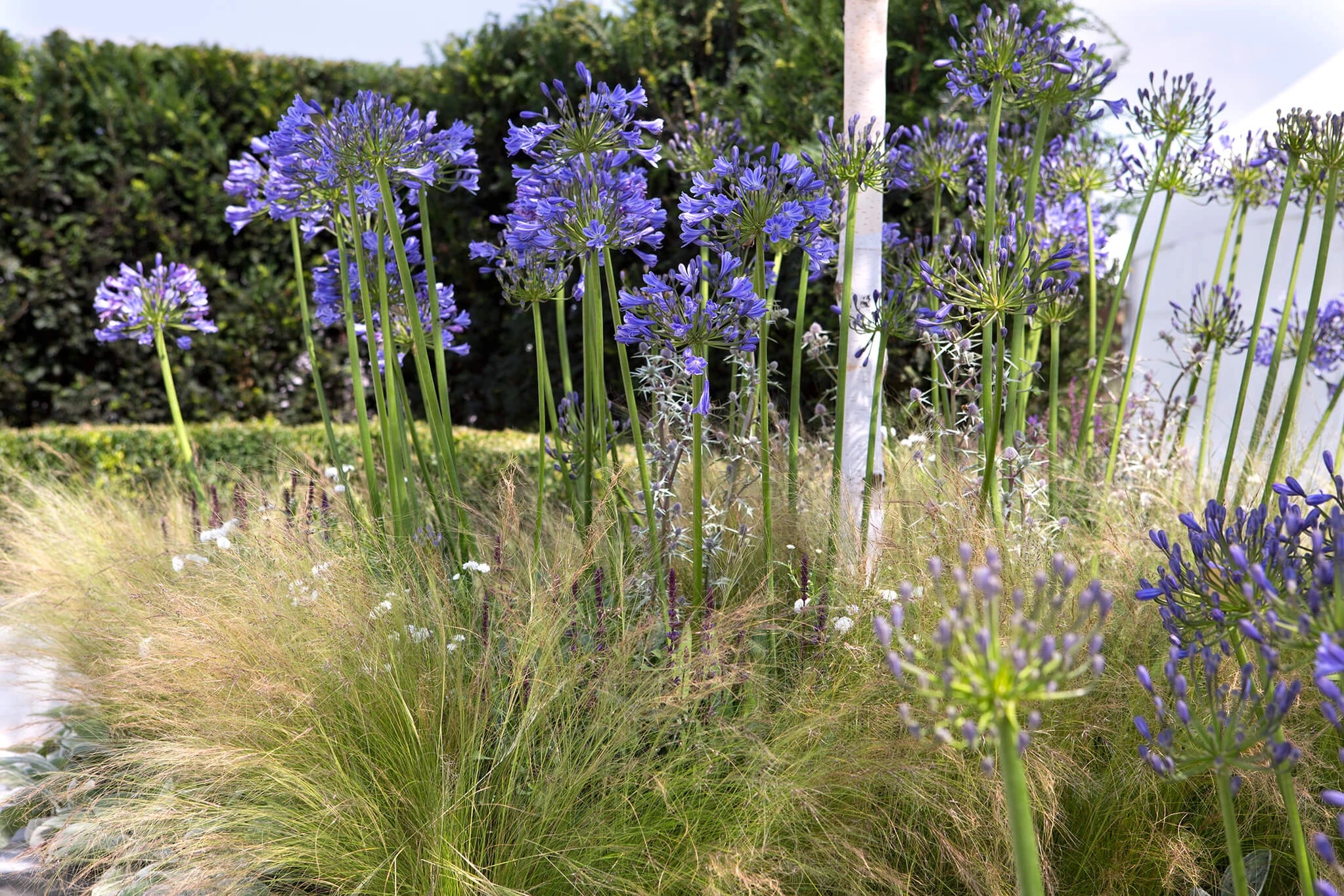 Timing Of Agapanthus Flowering Growing And Caring Guide Thearches
