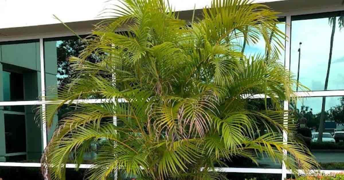 How To Grow and Maintain Areca Palm Houseplants [Dypsis Lutescens]