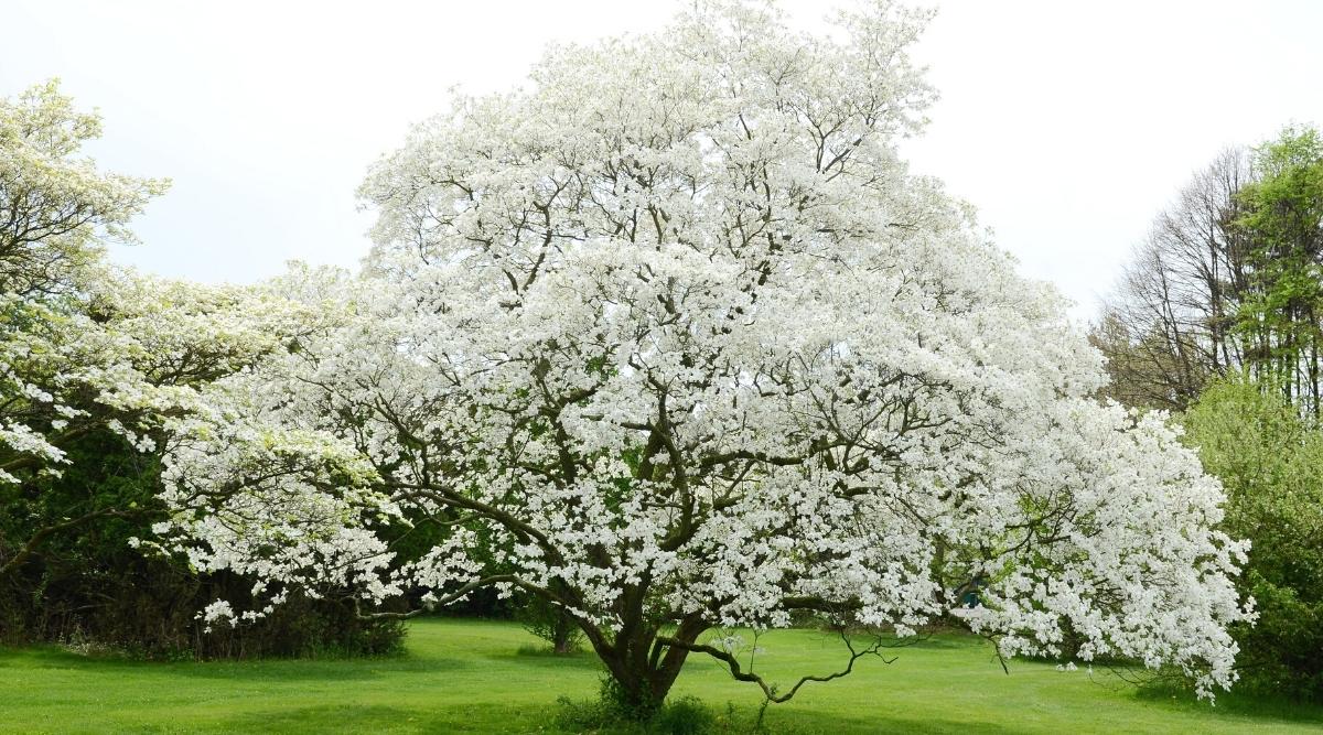 How To Grow & Care For Cornus 'Dogwood'