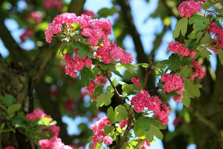 How To Grow & Maintain Crape Myrtle (Lagerstroemia) - The Arches