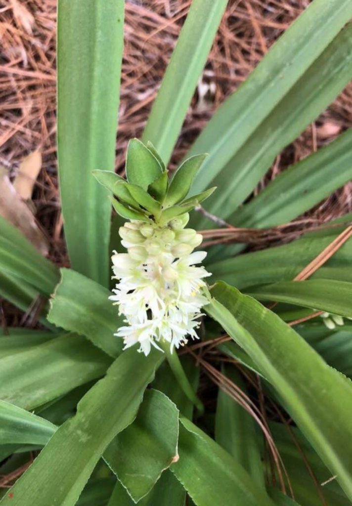 How To Grow & Care For Eucomis 'Pineapple Lilies'