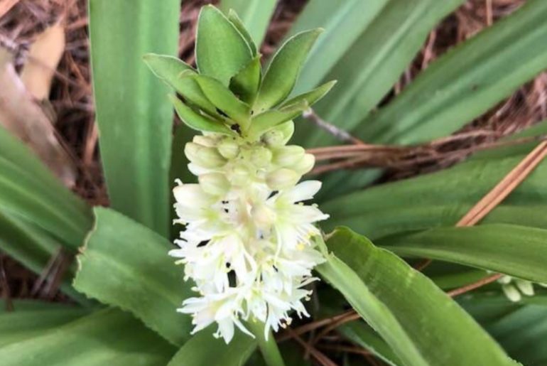 How To Grow & Care For Eucomis 'Pineapple Lilies'