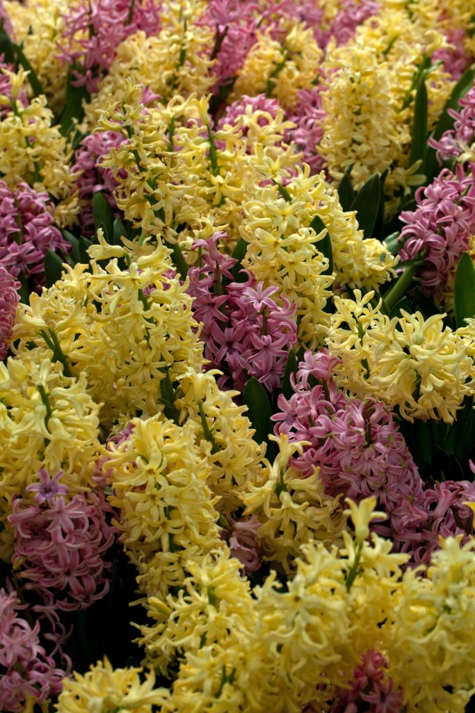 How To Grow & Care For Hyacinth Plants