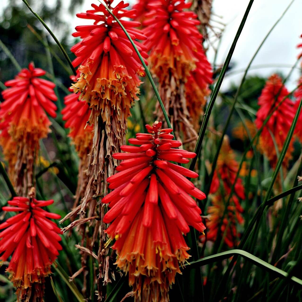 Growing and Caring for Kniphofia ‘Red Hot Poker’