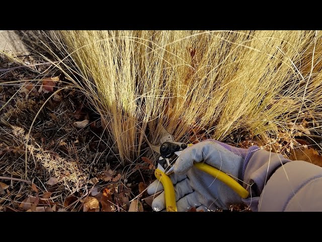 How To Grow & Care For Mexican Feather Grass