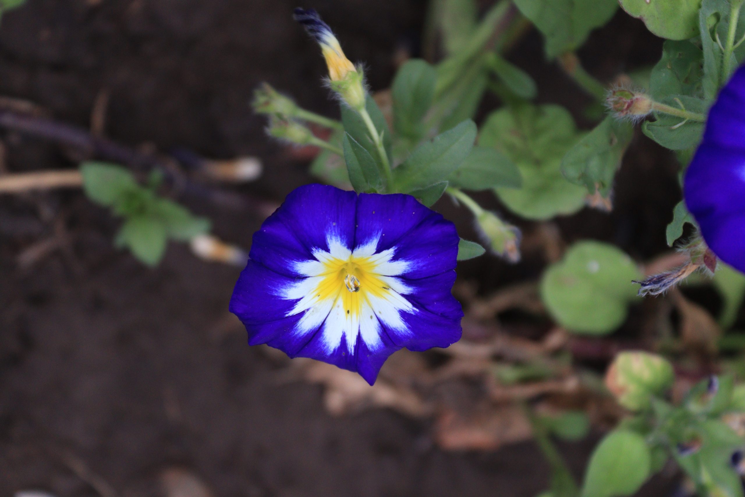 Guide to Growing and Caring for Healthy Morning Glory Plants