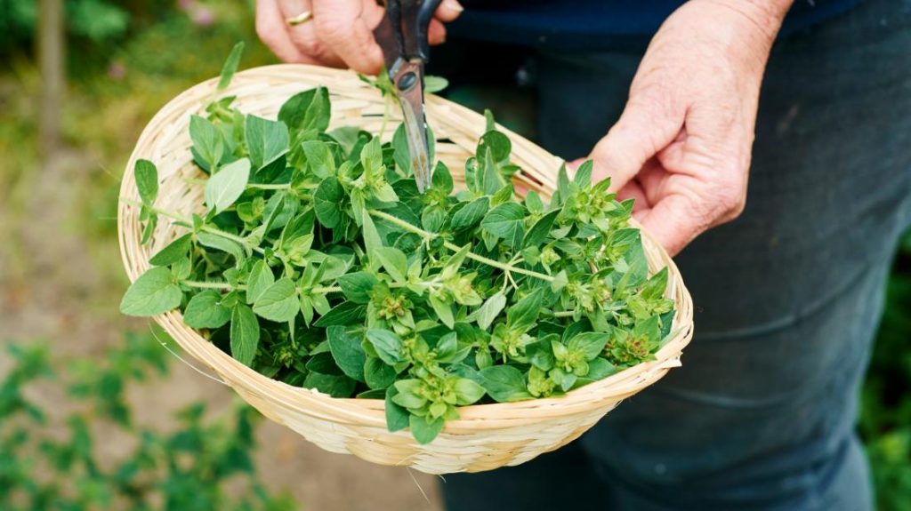 How To Grow & Care For Oregano