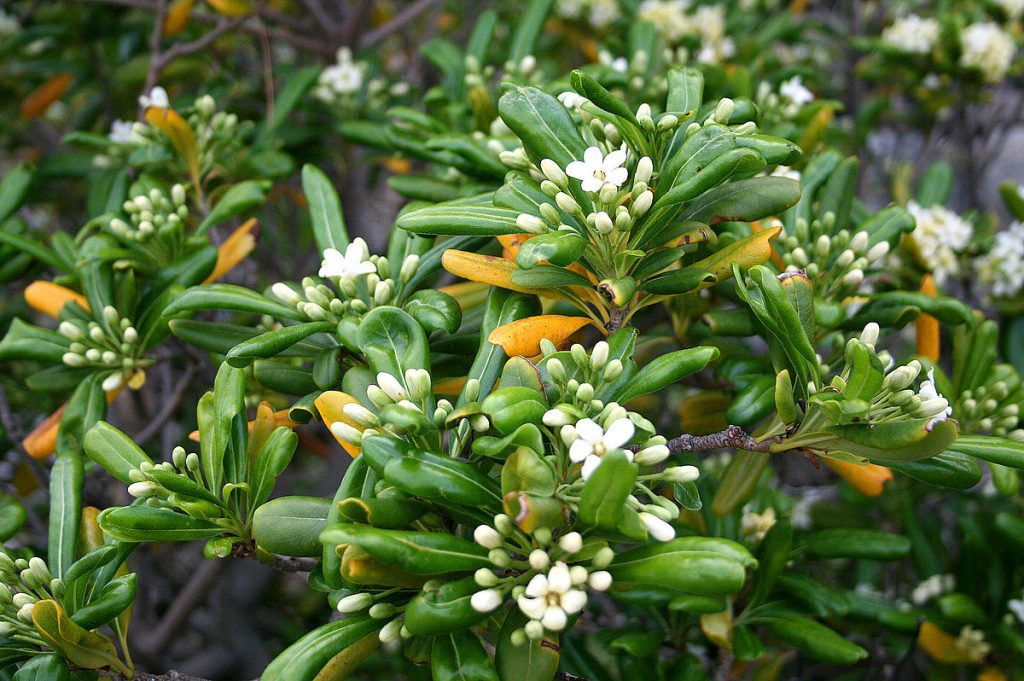 How To Grow & Care For Pittosporum