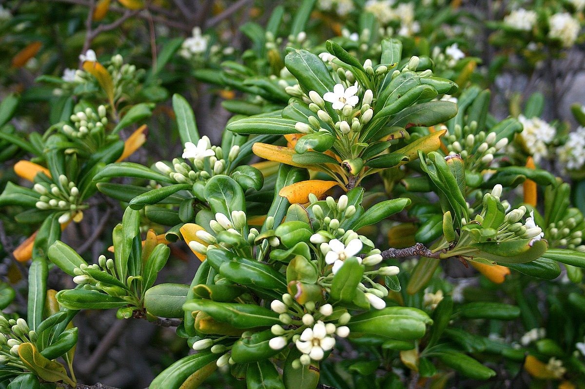 The Complete Guide to Growing and Caring for Pittosporum Shrubs