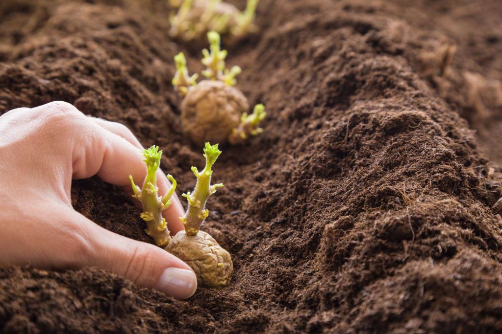 How To Grow & Care For Potatoes