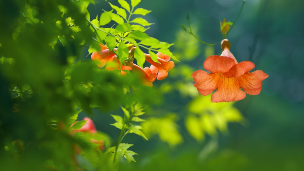 How To Grow & Care for Campsis Trumpet Vines: A Beginner's Guide