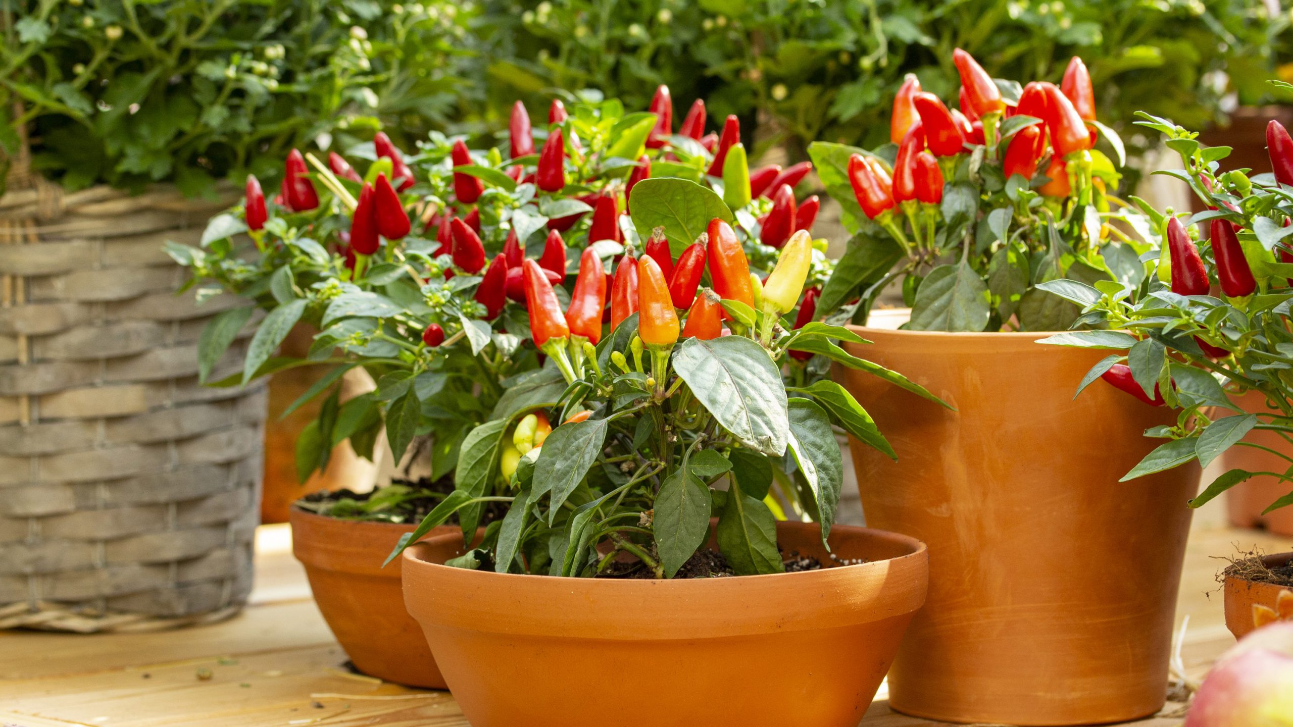 Grow and Maintain Chili Plants The Right Way: Essential Care Tips