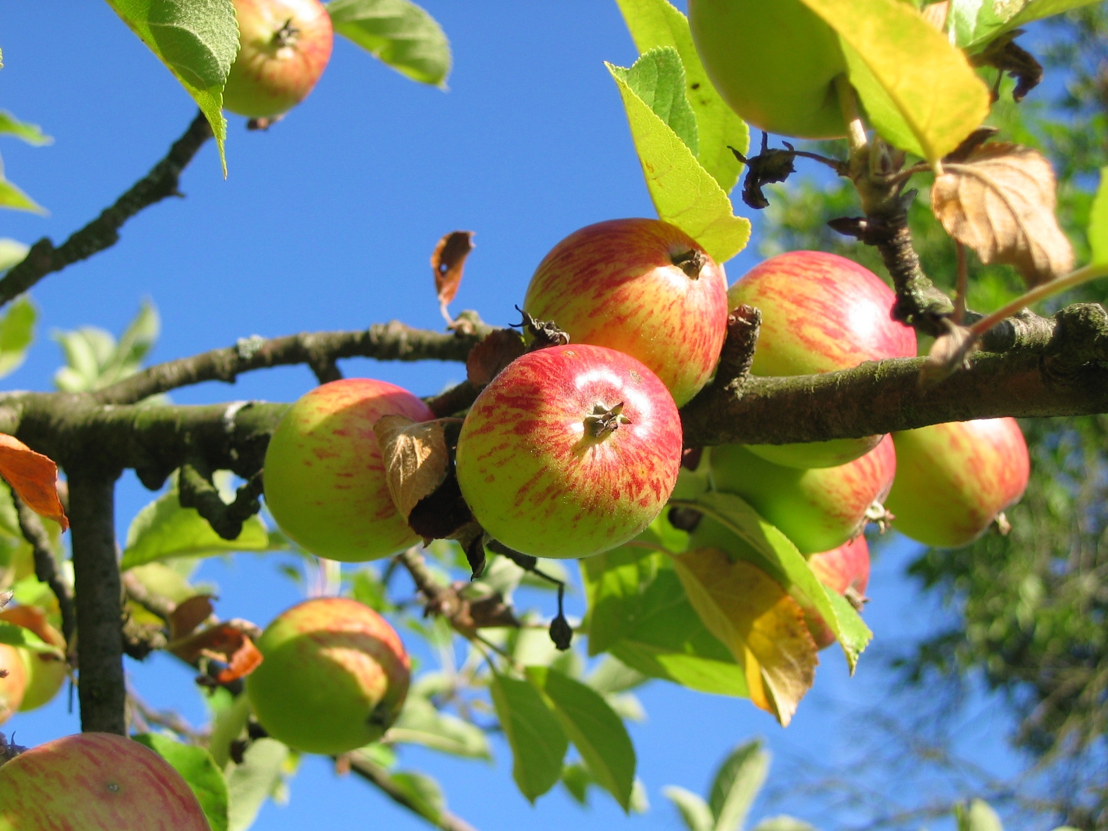 How To Grow Cordon (Columnar) Fruit Trees