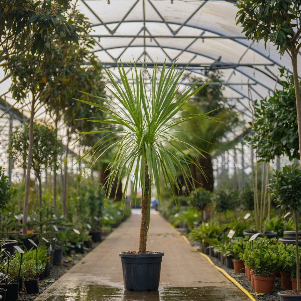 How To Grow Cordyline In Pots