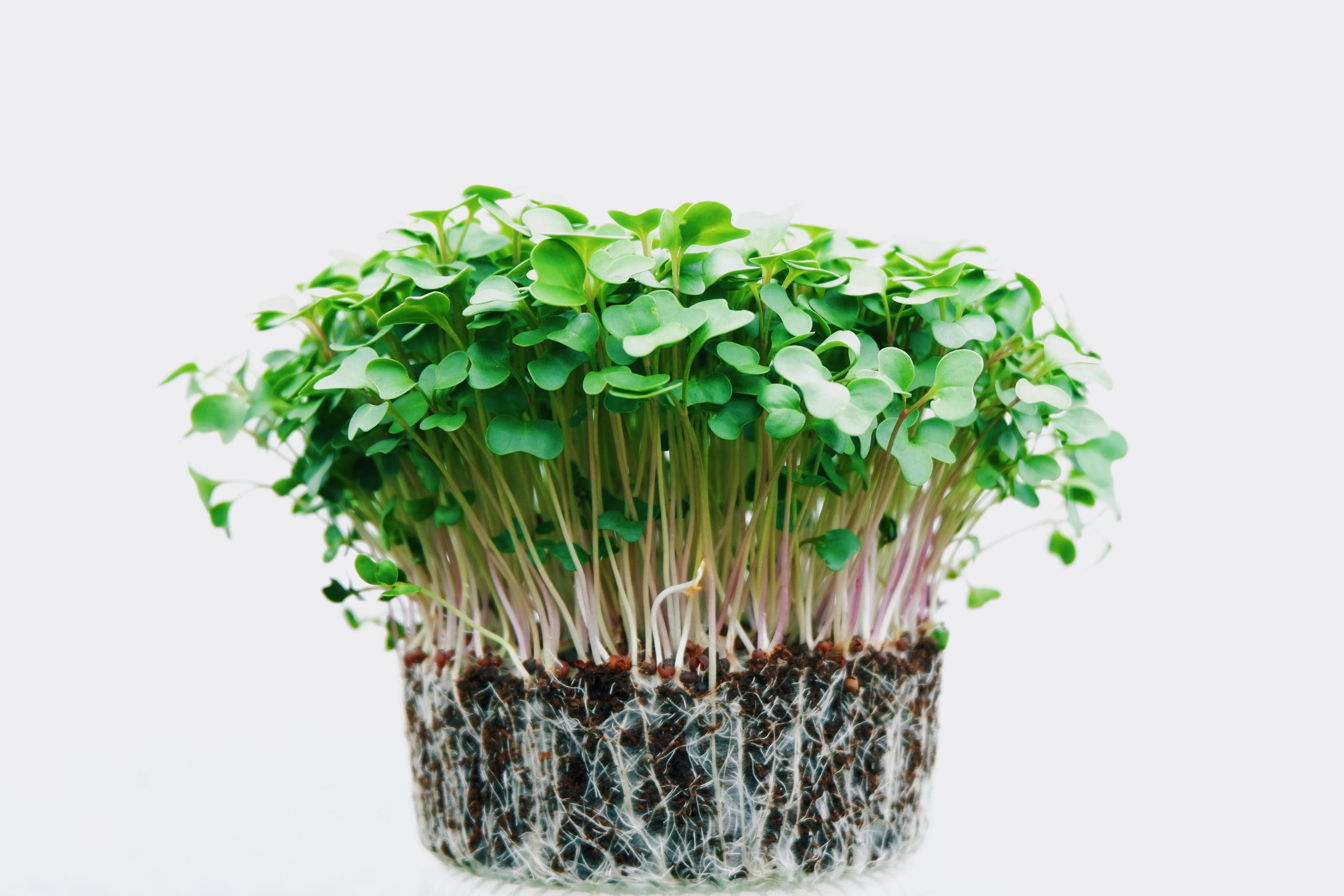 How to Grow Cress Indoors: 5 Easy Steps to Follow