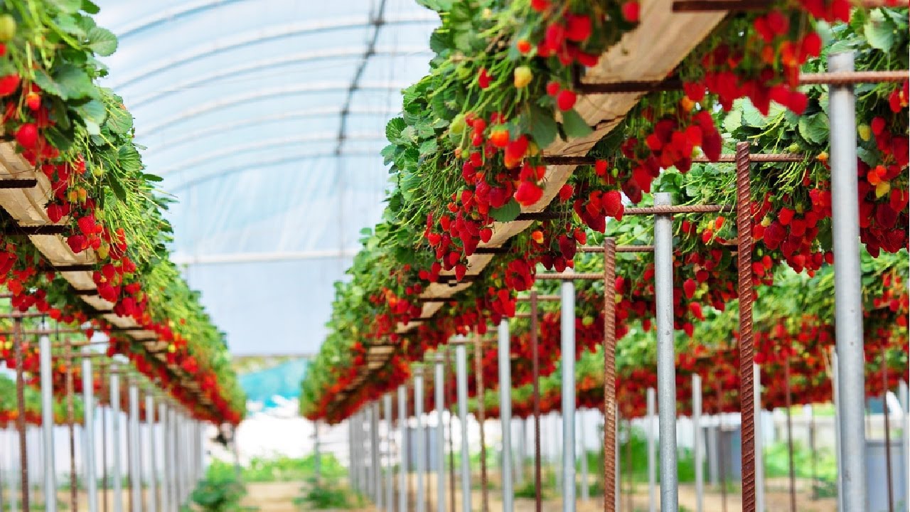 How to Create a DIY Hydroponic System for Growing Strawberries