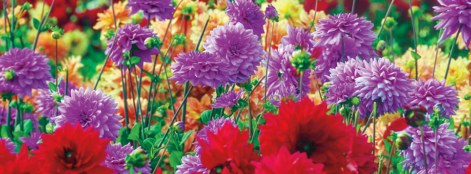 How To Grow Dahlias