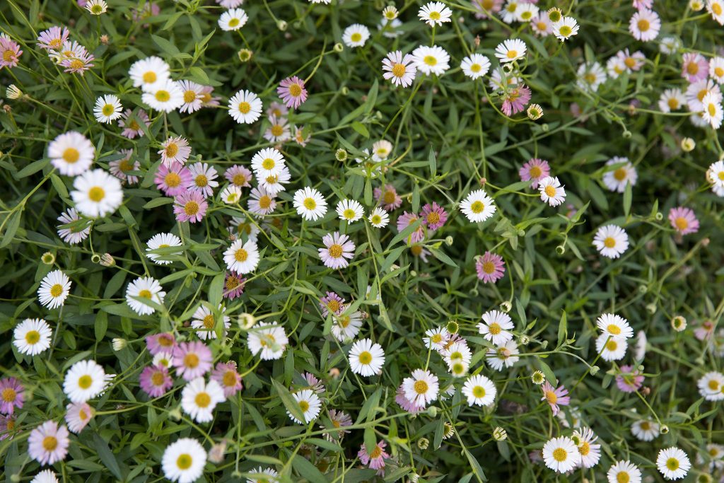 How To Grow Erigeron Karvinskianus 'Mexican Fleabane'