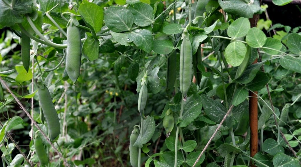 How To Grow Garden Peas