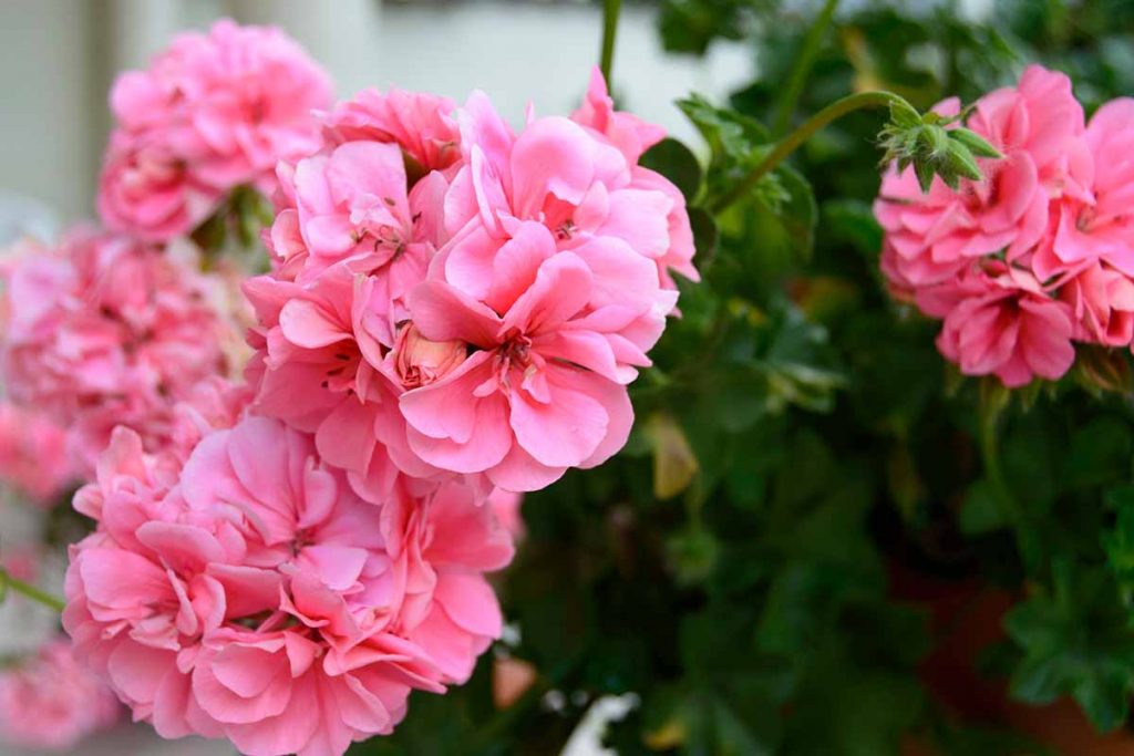 How To Grow Geraniums In Containers