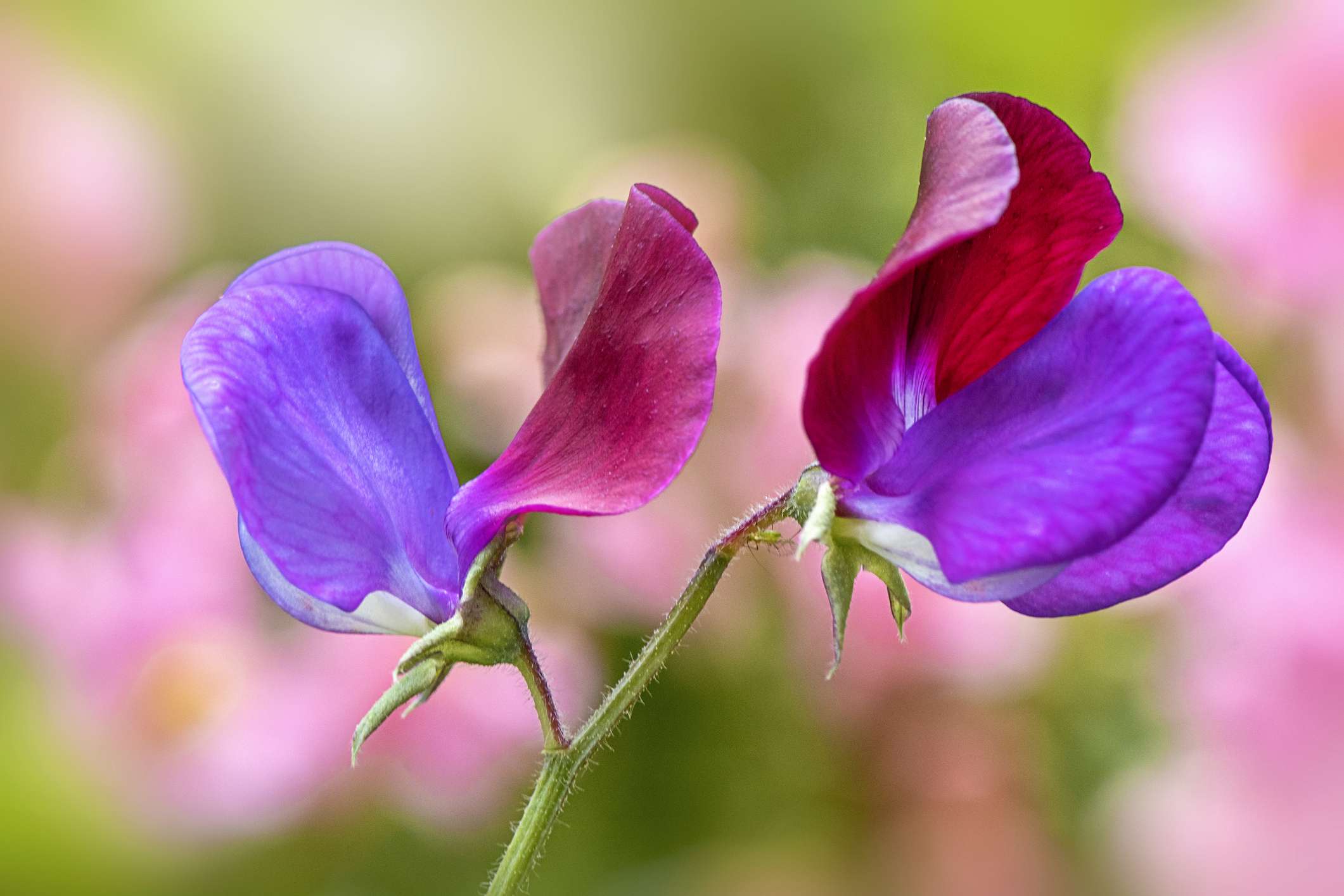 How To Grow Lathyrus 'Sweet Peas'