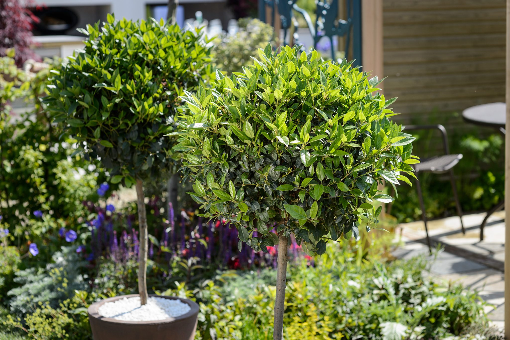 How To Grow Laurus Nobilis 'Bay Tree