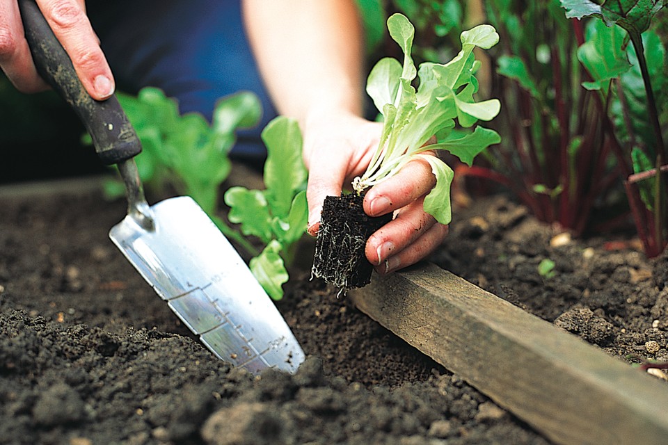 How and When To Grow Lettuce Plants [UK]