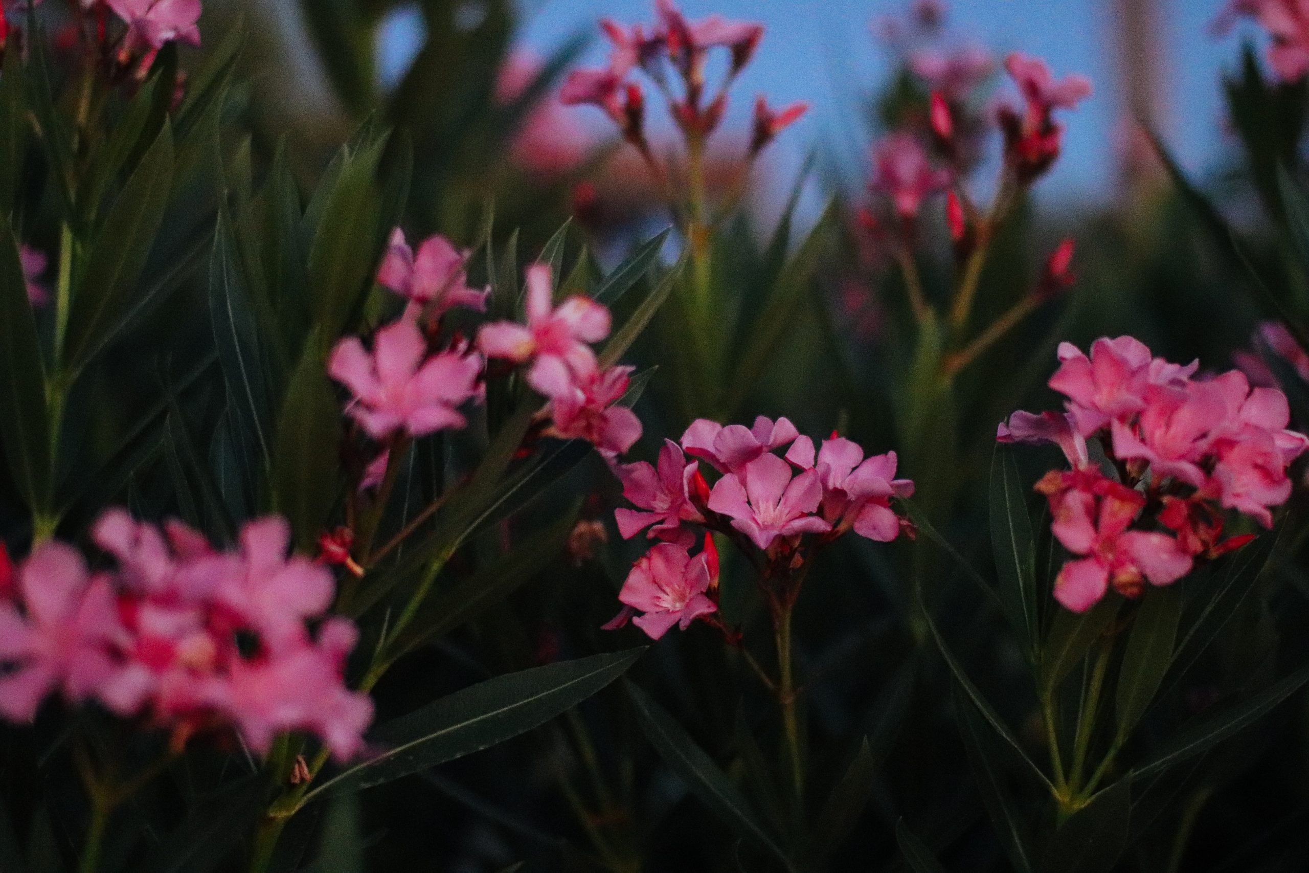 Learn How to Grow Beautiful Nerium ‘Oleander’