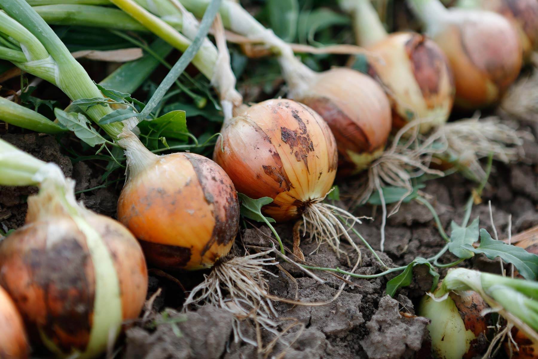 How to Plant and Grow Your Own Onions