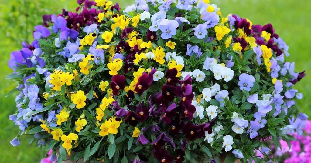 How To Grow Pansies From Seed