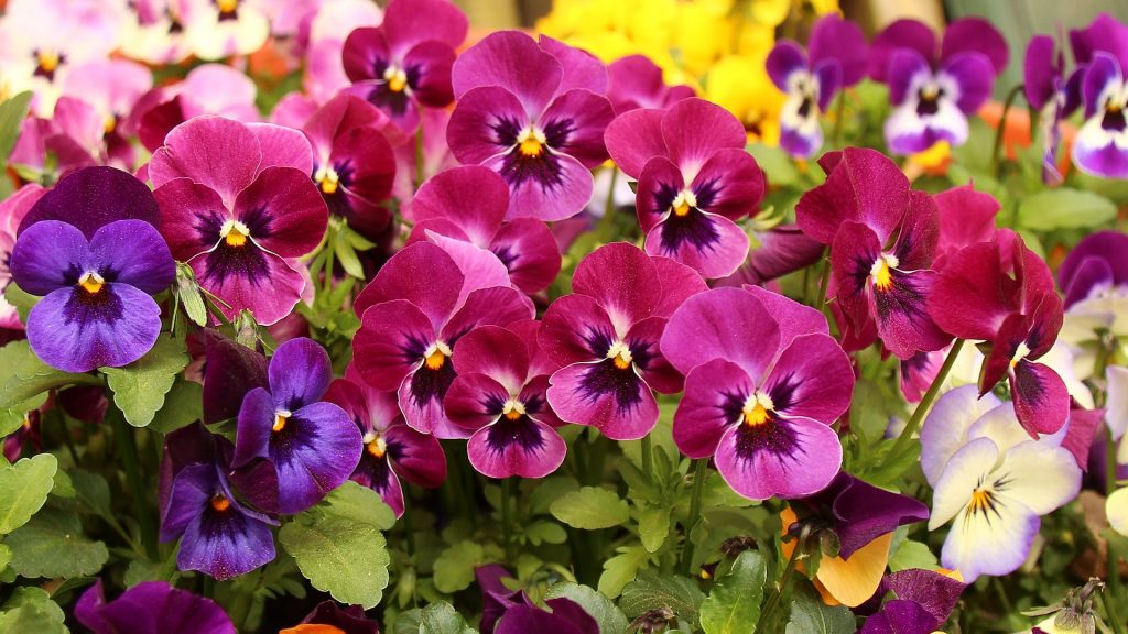 How To Grow Pansies In Containers