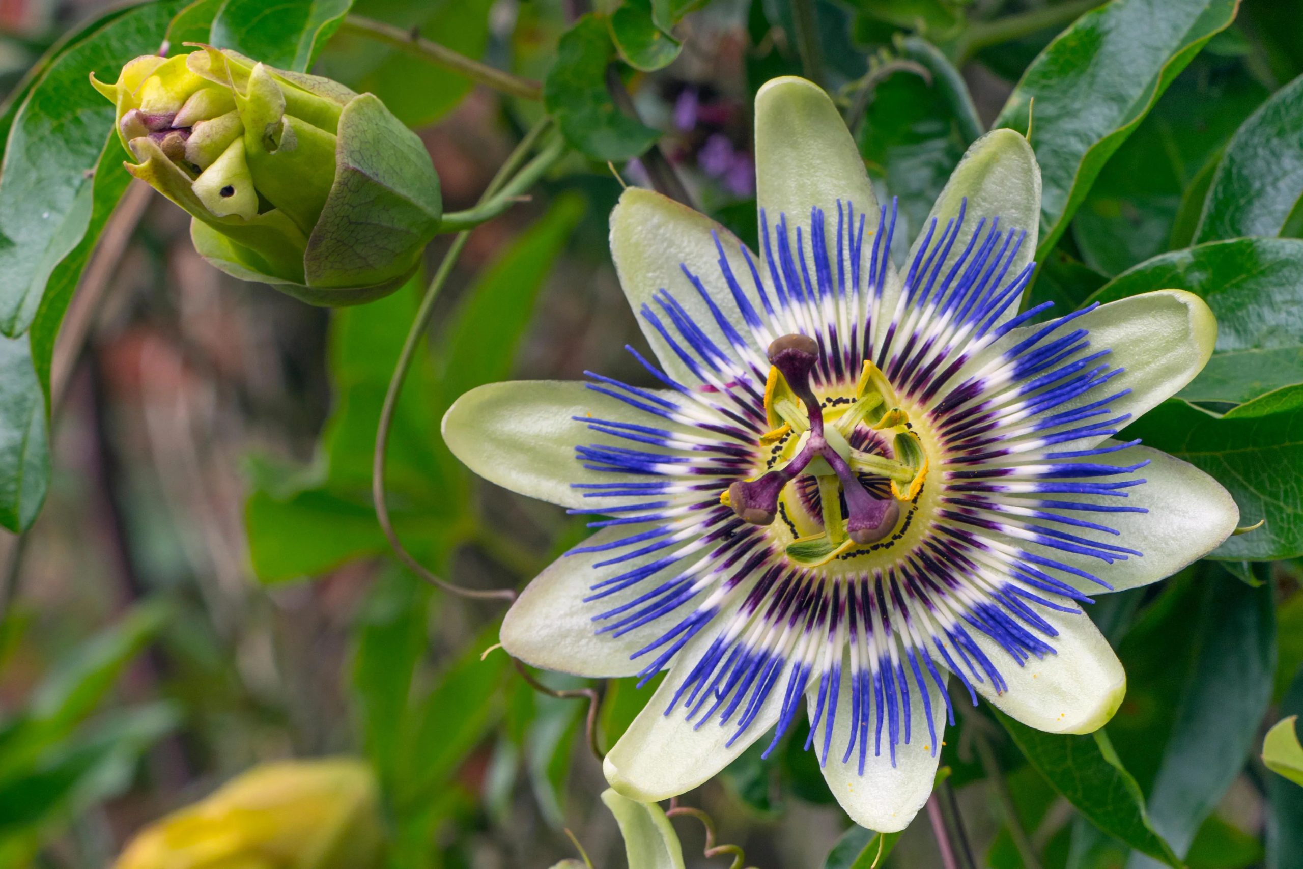 Guide to Growing Passiflora 'Passion Flowers' Common Problems The Arches