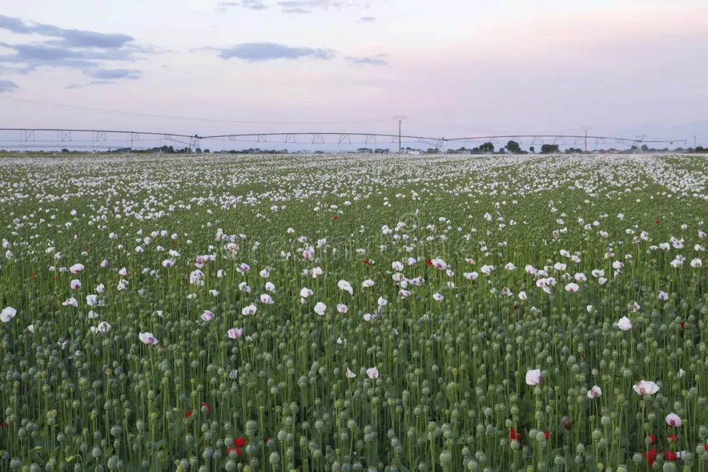 How To Grow Poppies From Seed